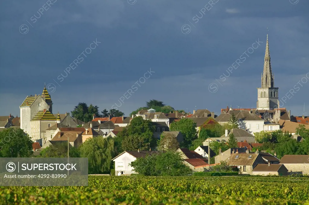 France, Burgundy, Cote d'Or, Meursault,vineyard