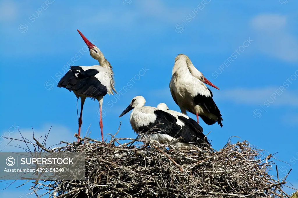 Storks (Ciconia ciconia)