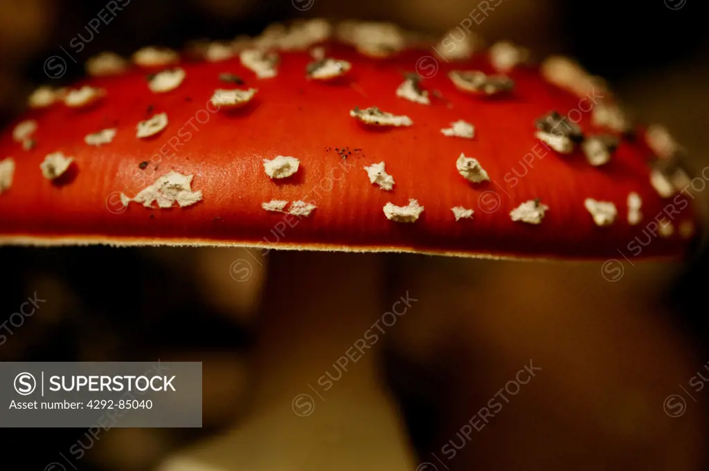Fly agaric, toadstool - Amanita muscaria