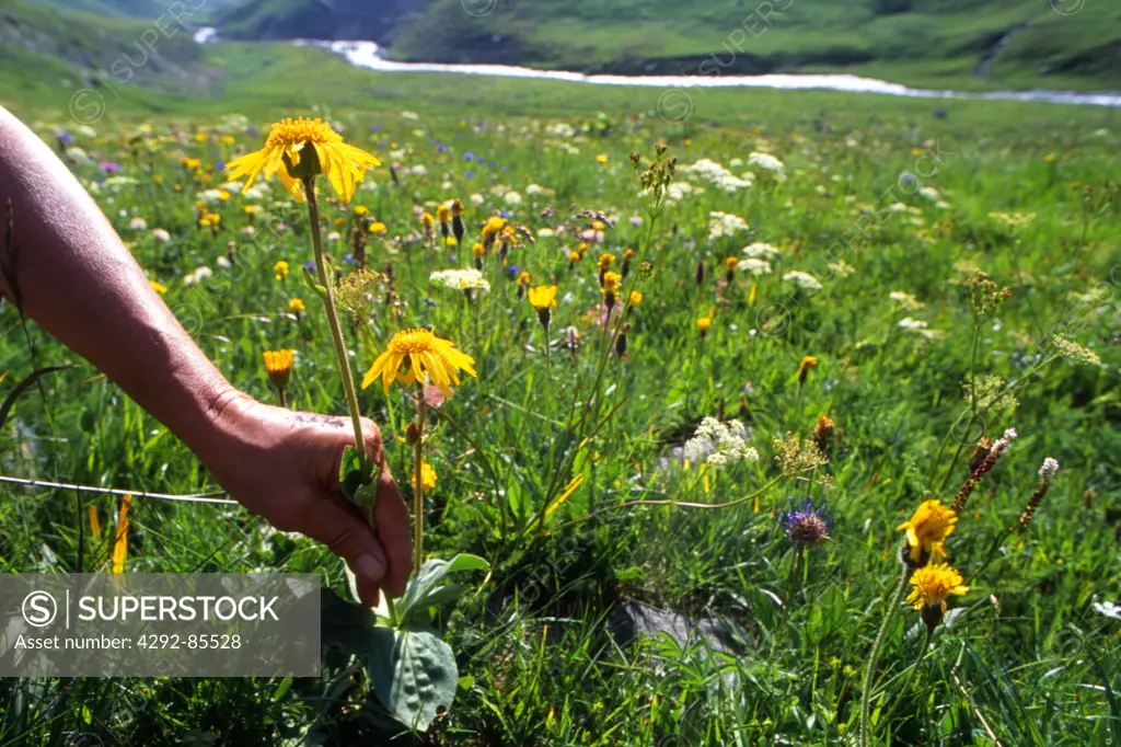 Person picking yellow wildflowers