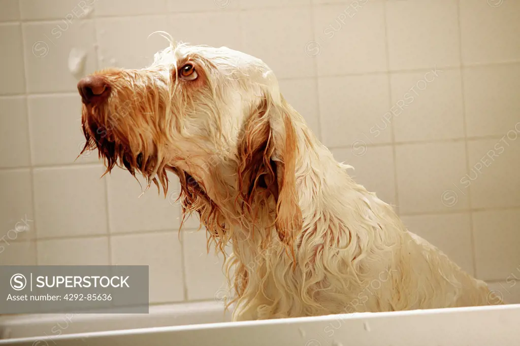 Dog being bathed