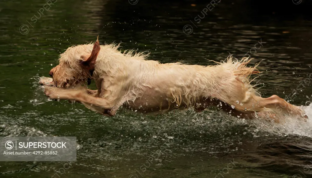 Dog running in river