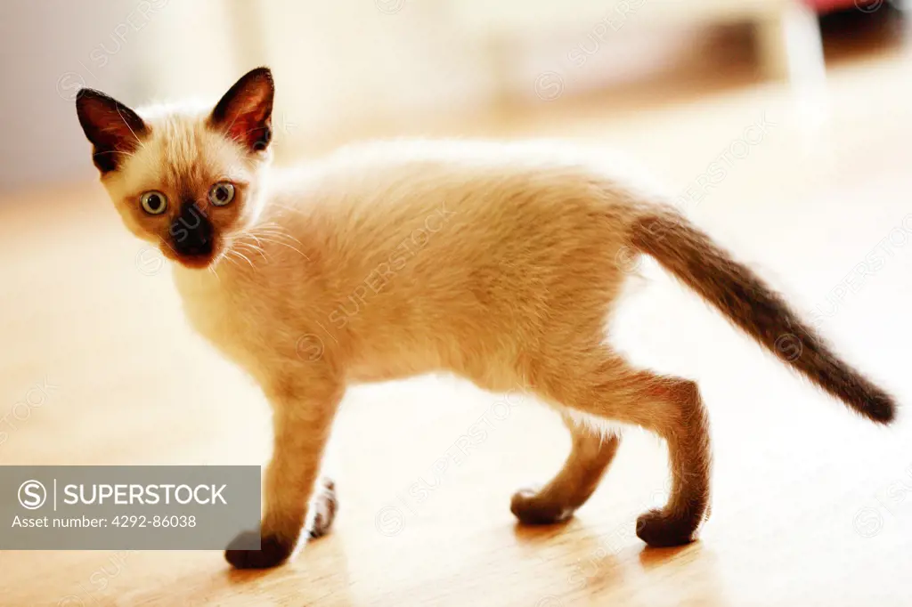 Siamese cat - kitten - portrait