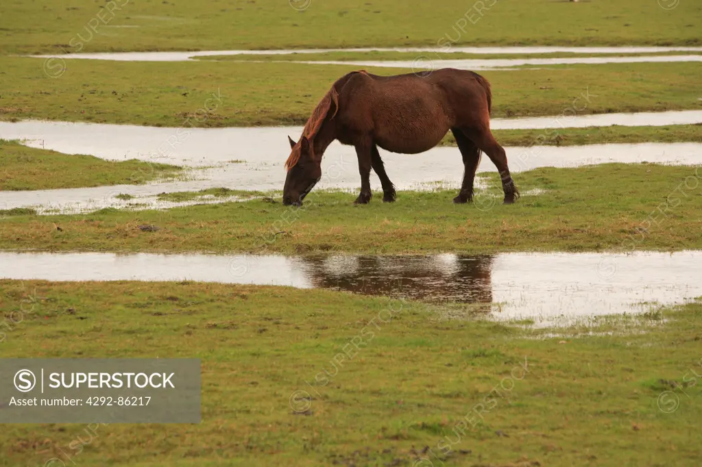 Italy, Molise, Pentri horses in meadow