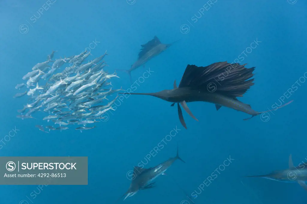 Atlantic sailfish Istiophorus albicans} attacking bait ball of Spanish sardines / gilt sardine / pilchard / round sardinella Sardinella aurita} off Yucatan Peninsula, Mexico, Caribbean Sea