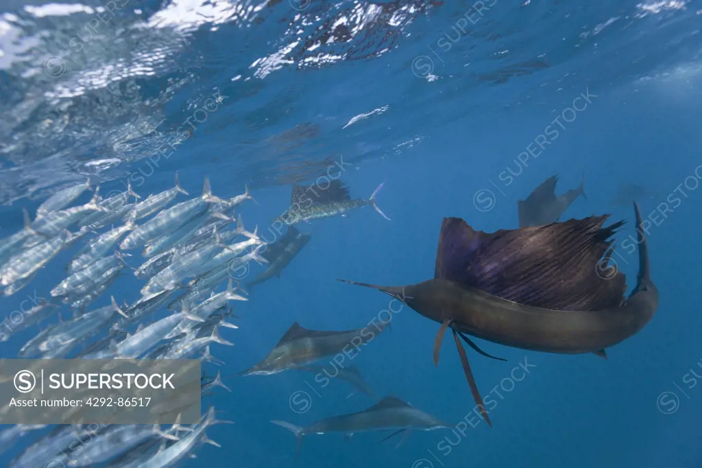 Atlantic sailfish Istiophorus albicans} attacking bait ball of Spanish sardines / gilt sardine / pilchard / round sardinella Sardinella aurita} off Yucatan Peninsula, Mexico, Caribbean Sea