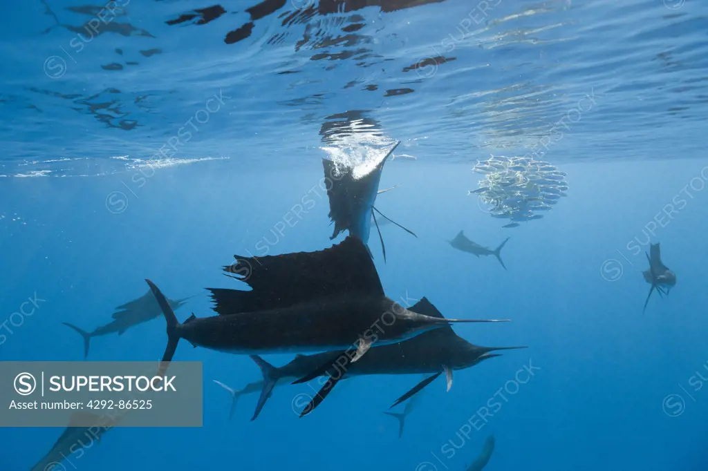 Atlantic sailfish Istiophorus albicans} attacking bait ball of Spanish sardines / gilt sardine / pilchard / round sardinella Sardinella aurita} off Yucatan Peninsula, Mexico, Caribbean Sea