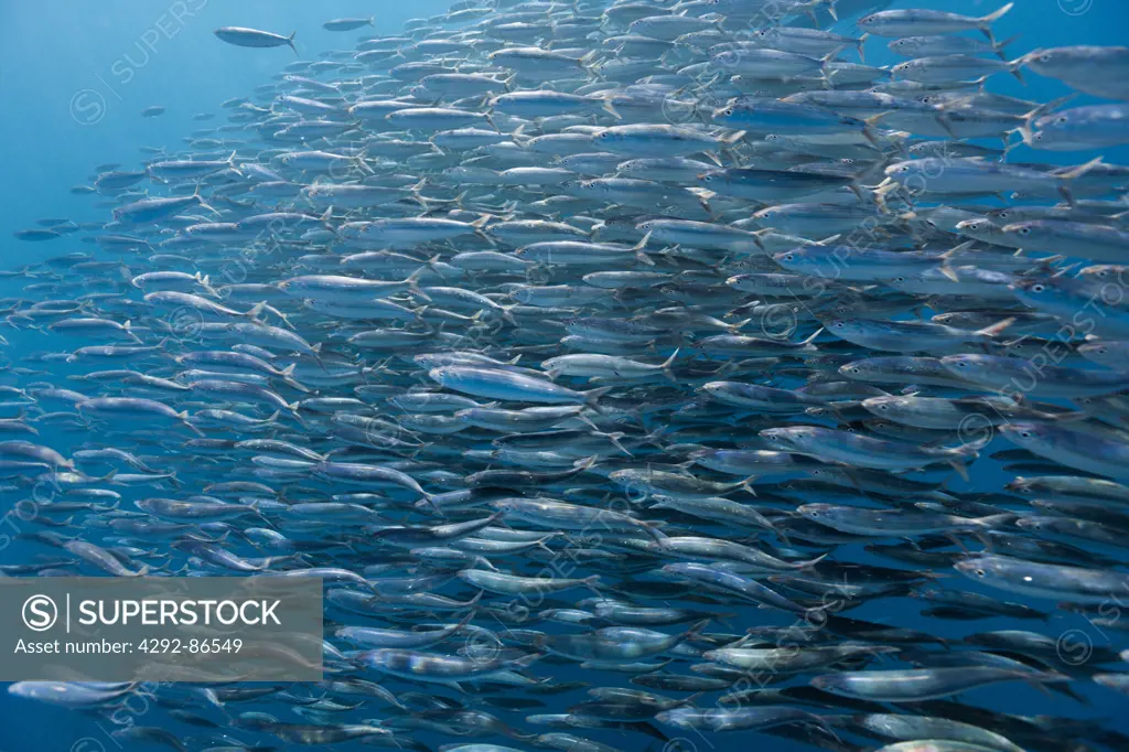 Shoal of Spanish sardines / gilt sardine / pilchard / round sardinella Sardinella aurita} off Yucatan Peninsula, Mexico, Caribbean Sea