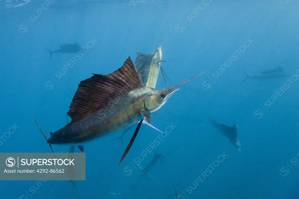 Atlantic sailfish Istiophorus albicans} off Yucatan Peninsula, Mexico, Caribbean Sea
