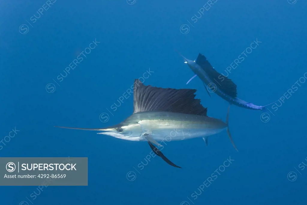 Atlantic sailfish Istiophorus albicans} off Yucatan Peninsula, Mexico, Caribbean Sea