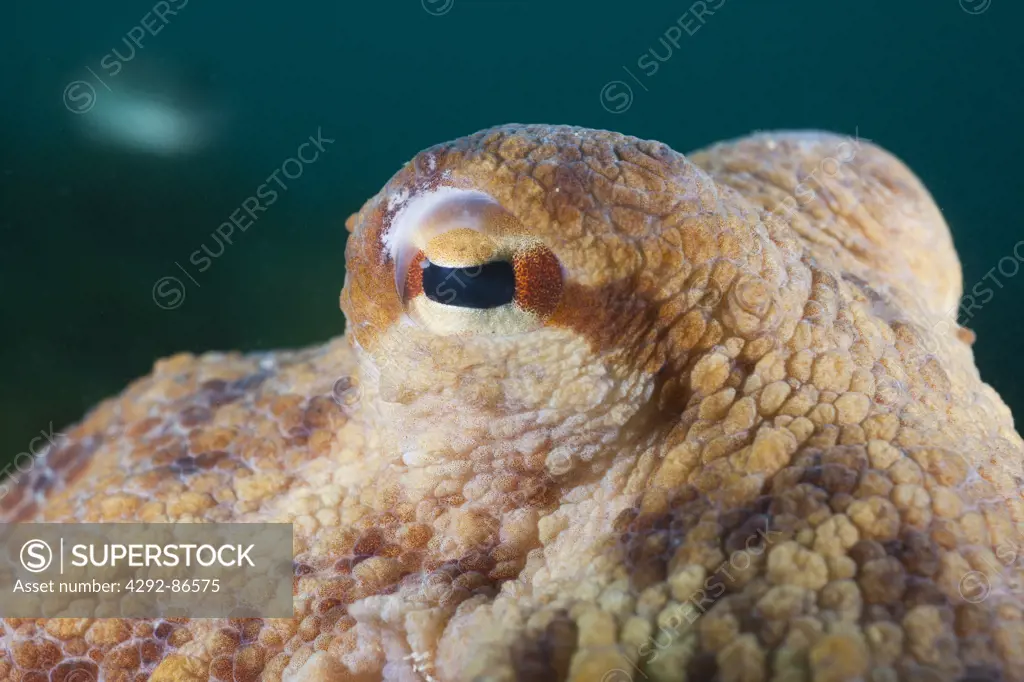 Spain, Common Octopus, (Octopus vulgaris) eyes detail