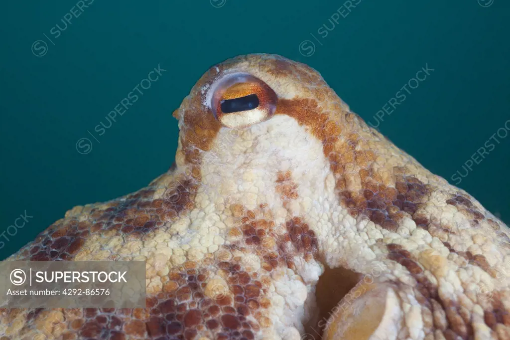 Spain, Common Octopus, (Octopus vulgaris) eyes detail