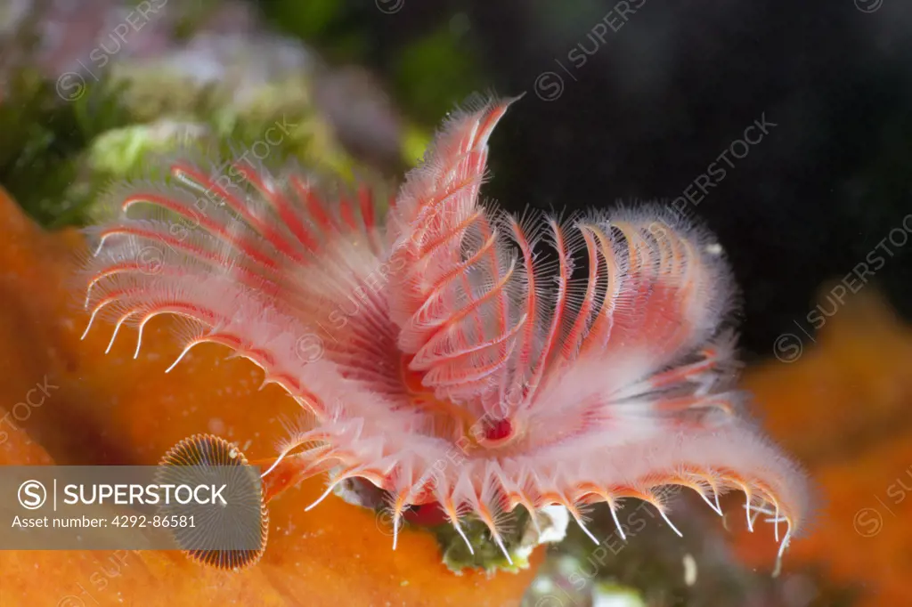 Red tube worm, (Serpula vermicularis) Spain, Mediterranean Sea, Costa Brava