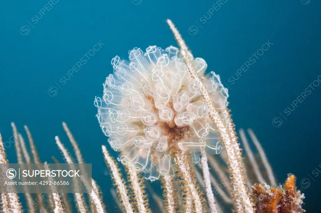 Colony of Diazona tunicate, (Diazona violacea), Mediterranean Sea