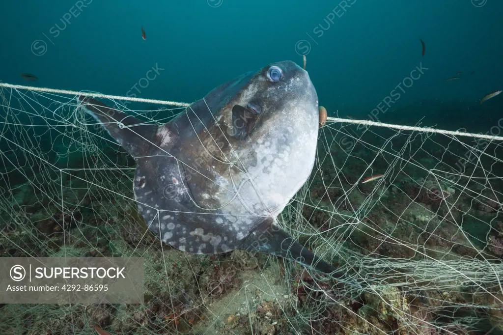 Ocean Sunfish,(Mola mola), Mediterranean Sea, trapped in fishing net