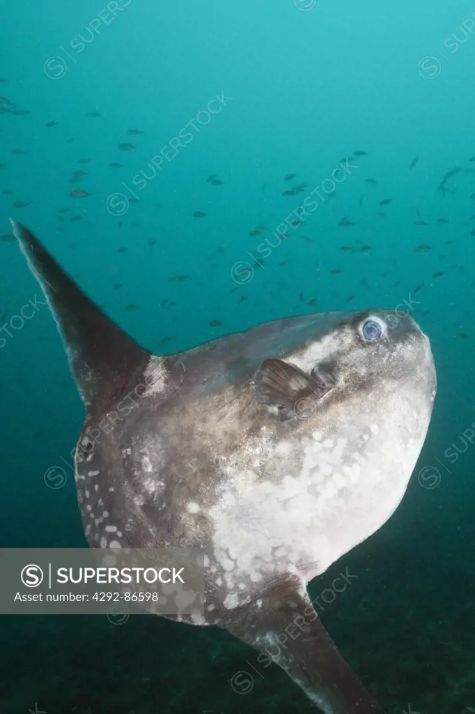Ocean Sunfish,(Mola mola), Mediterranean Sea