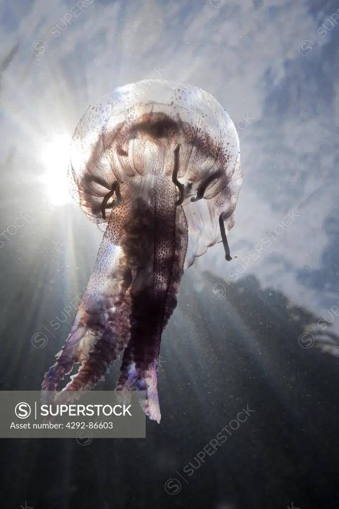 Spain, Mediterranean Sea, Luminescent jellyfish, (Pelagia noctiluca)