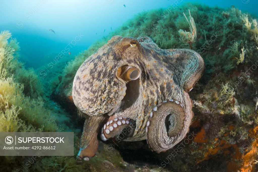 Spain, Common Octopus, (Octopus vulgaris)