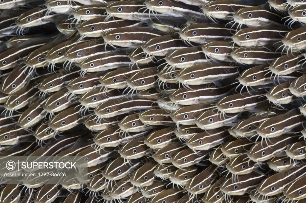 Indonesia, Striped eel catfish (Plotosus lineatus)
