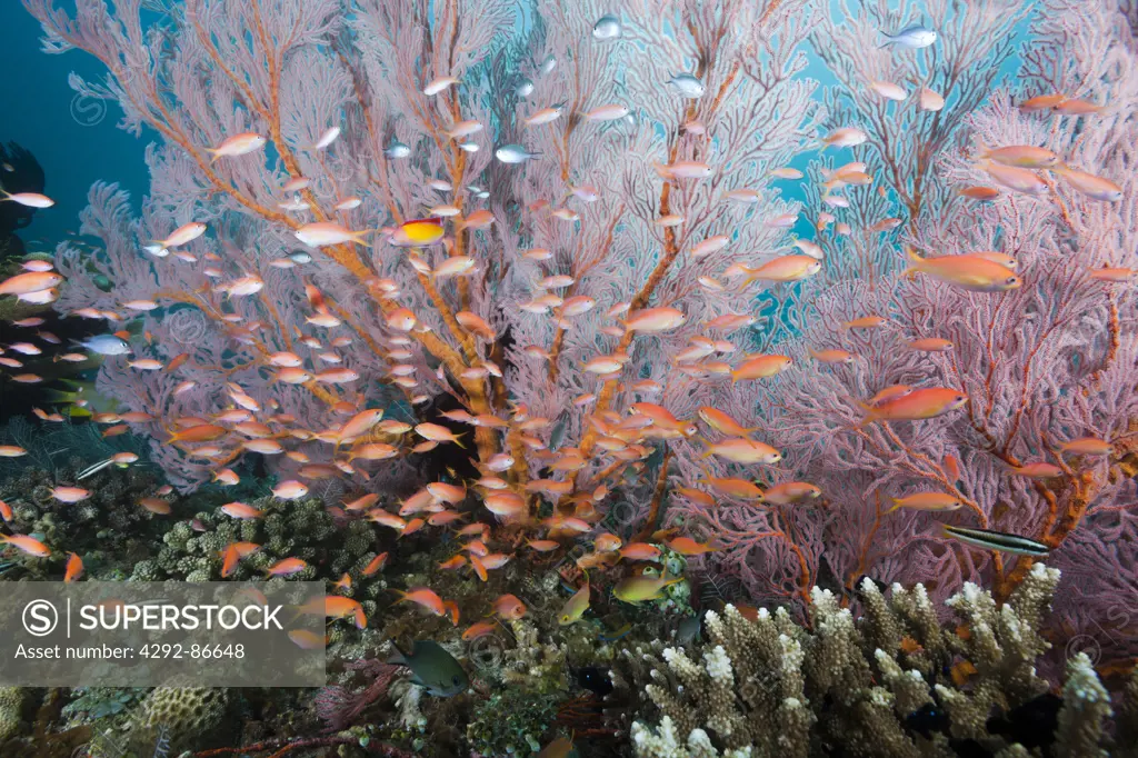 Indonesia, Bali, coral reef