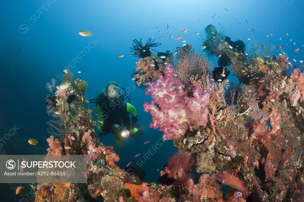 Indonesia, Bali, scuba diver exploring coral reef
