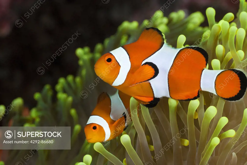 Indonesia, Clown anemonefish (Amphiprion percula) amongst anemone tentacles