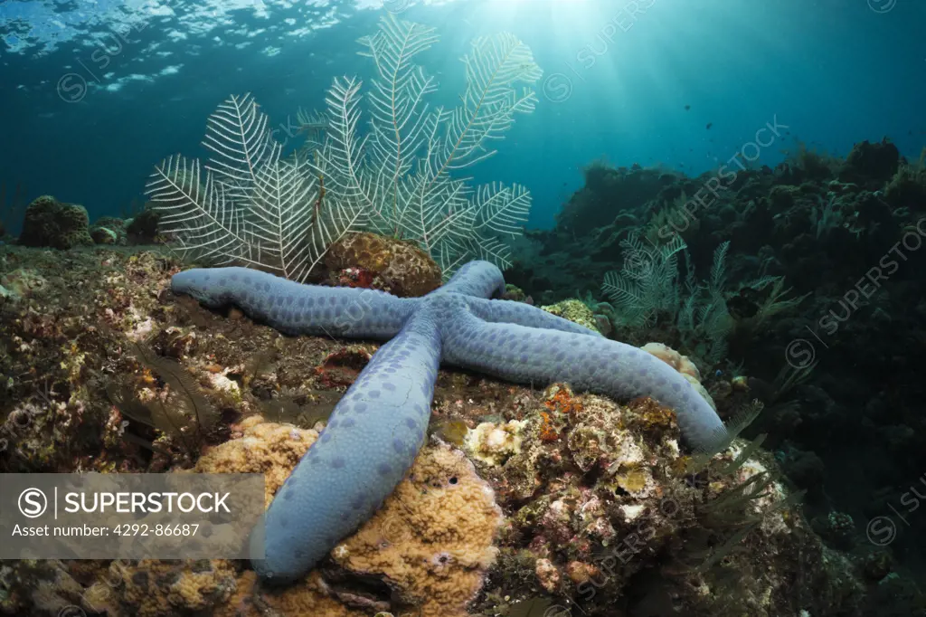 Indonesia, Bali, starfish, (Linckia laevigata), Indian Ocean