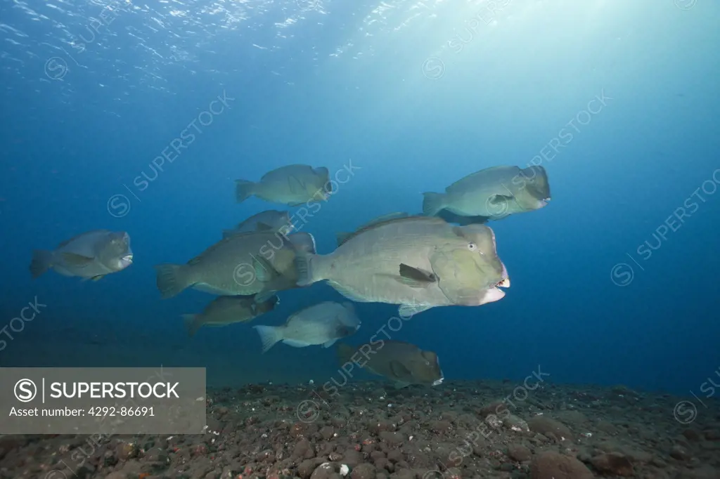 Indonesia, Shoal of Bumphead Parrotfish (Bolbometopon muricatum)
