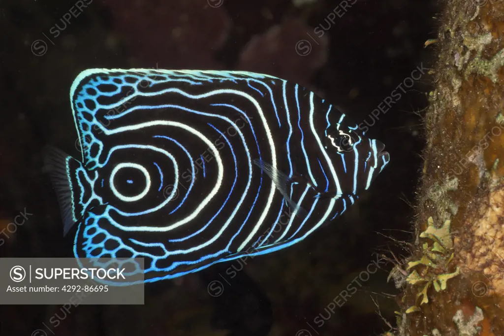 Indonesia, Bali, imperial angelfish,(Pomacanthus imperator)