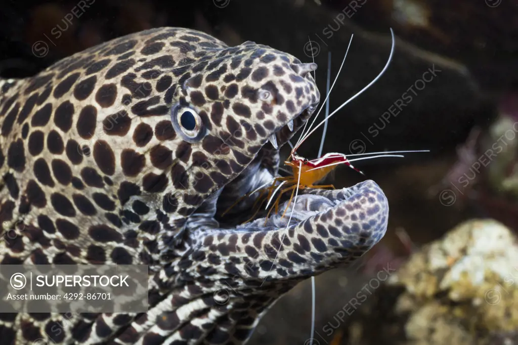 Indonesia, Bali, Honeycomb Moray Eel, (Lysmata amboinensis) cleaned by Cleaner Shrimp, (Gymnothorax favagineus)