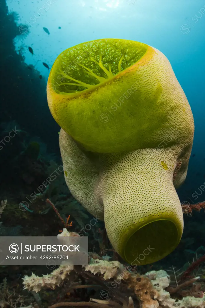 Indonesia, Bali, Green reef Didemnum, (Didemnum molle)