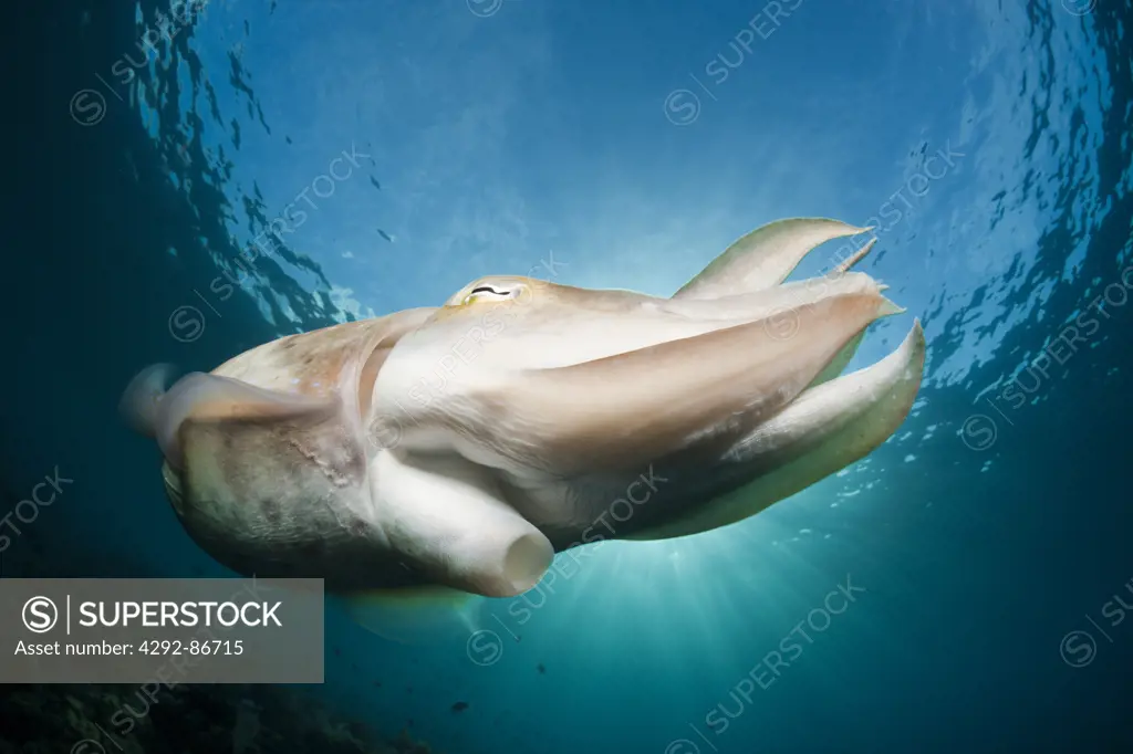 Indonesia, Broadclub cuttlefish(sepia latimanus)