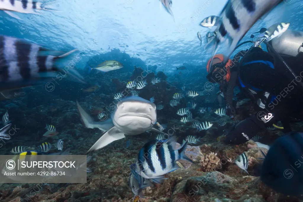 Fiji, Gray reef shark (Carcharhinus amblyrhynchos)