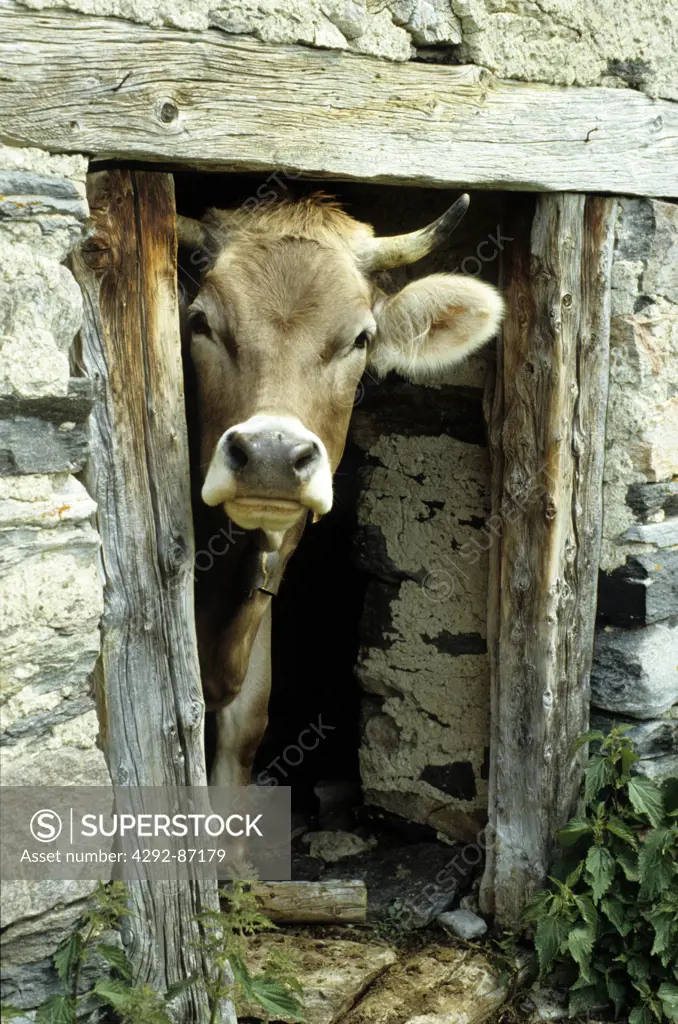 Cow in rustic cowshed
