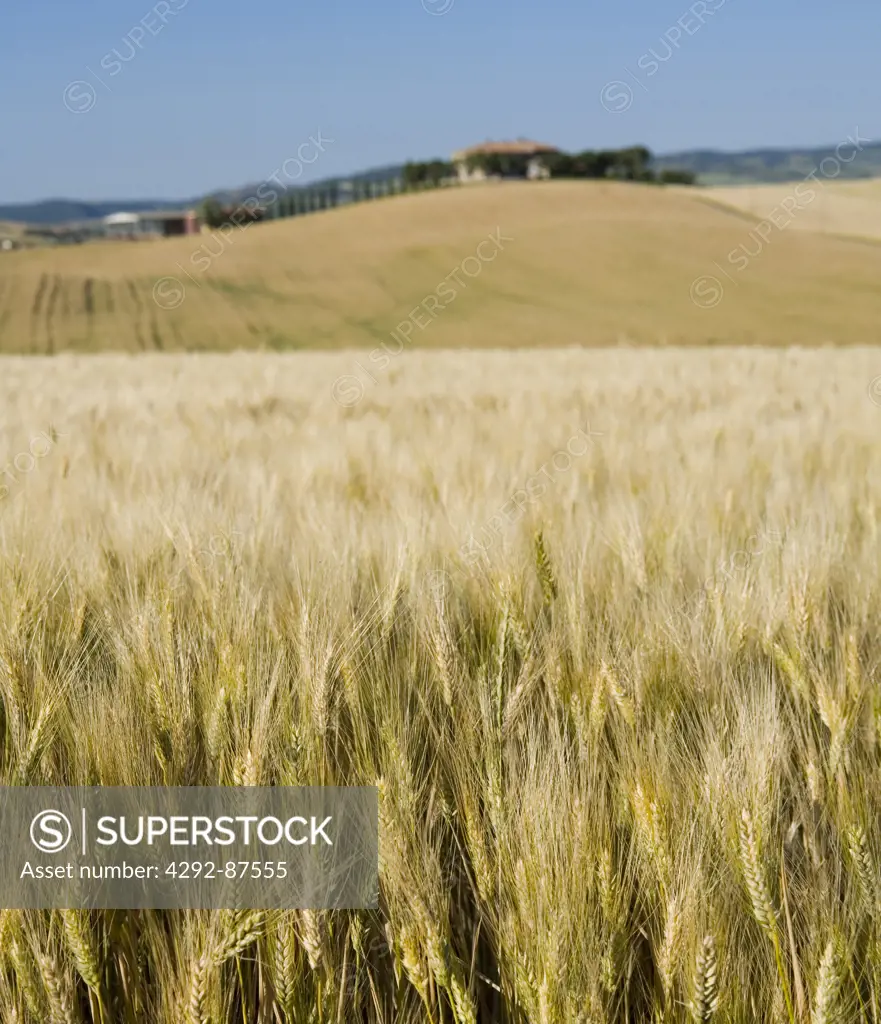 Italy. Tuscany. Val D'Orcia, wheat field