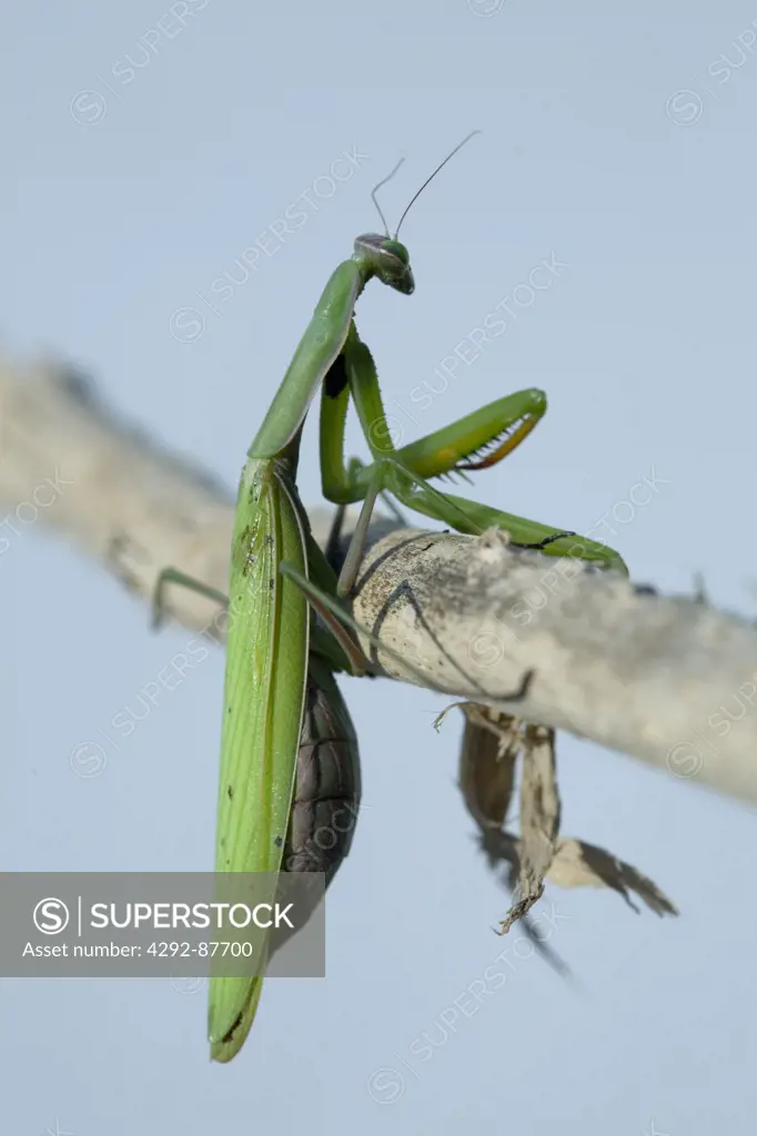 Praying Mantis (mantis religiosa)