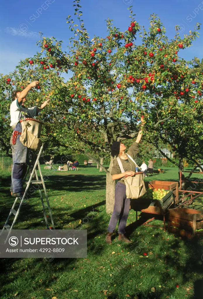 Sweden, people picking apples
