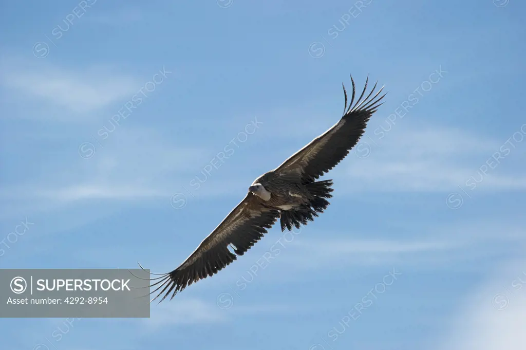 Italy, Sardinia, Griffon Vulture flying, (Gips fulvus)