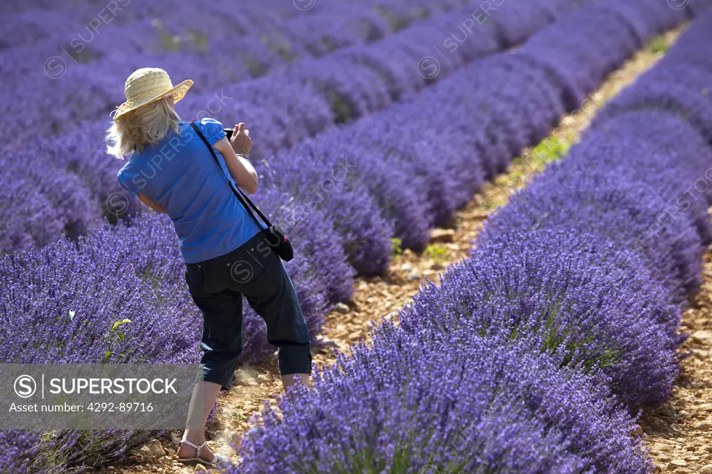 France, Provence. Woman photographing lavender field