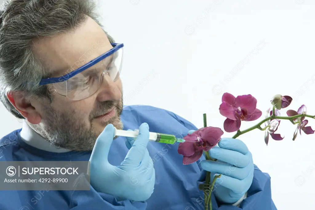 Scientist working on orchid flower