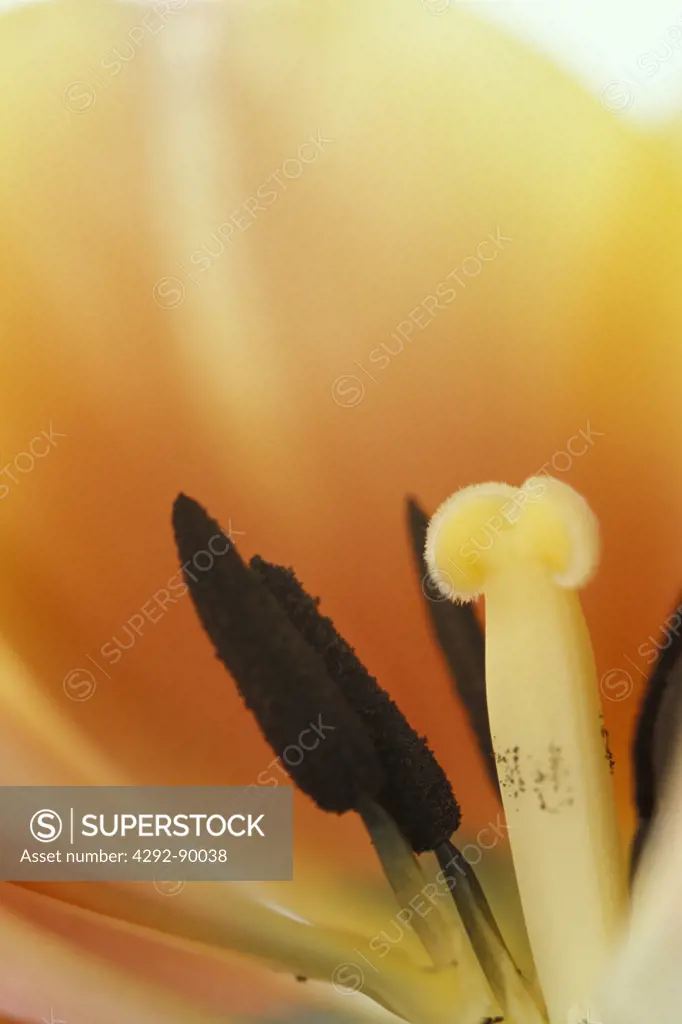 Tulip close up