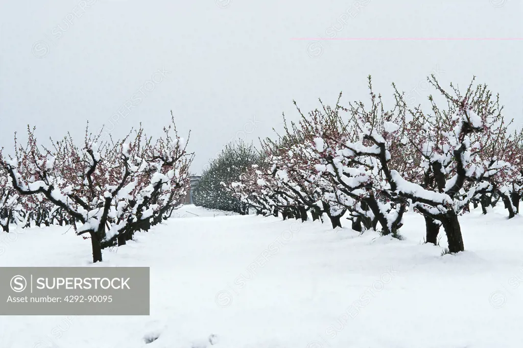 Peach tree in winter