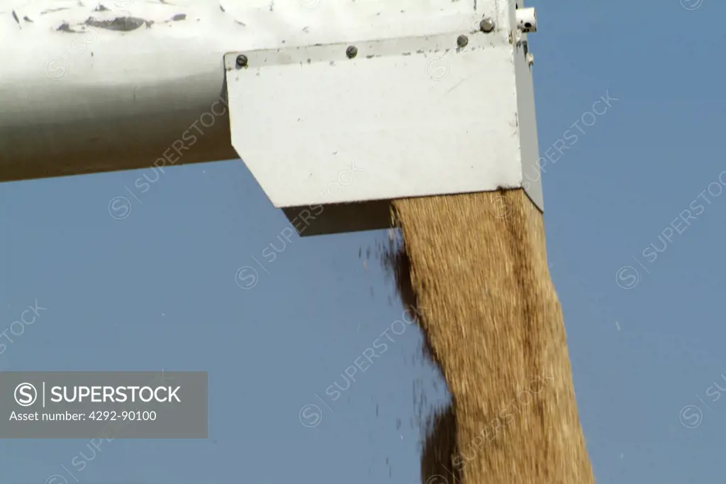 Spout combine harvester unloading wheat grain