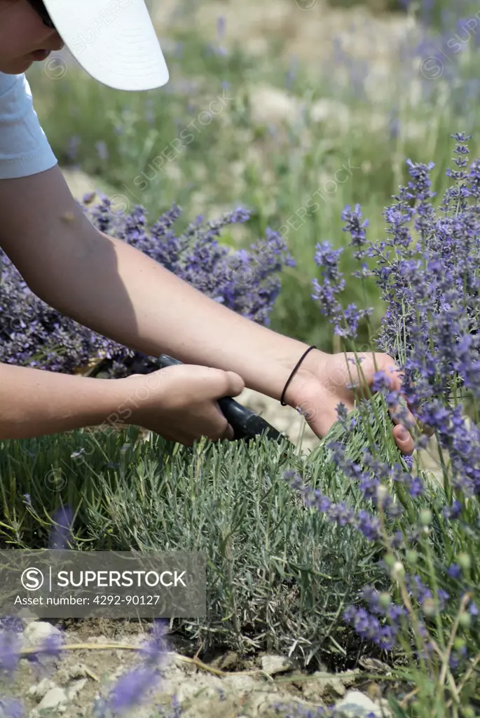 Lavender harvest