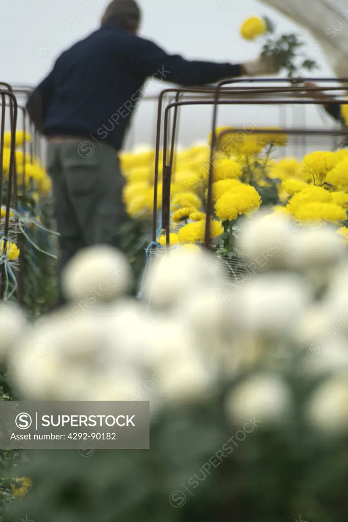 Greenhouse, chrysanthemum flowers