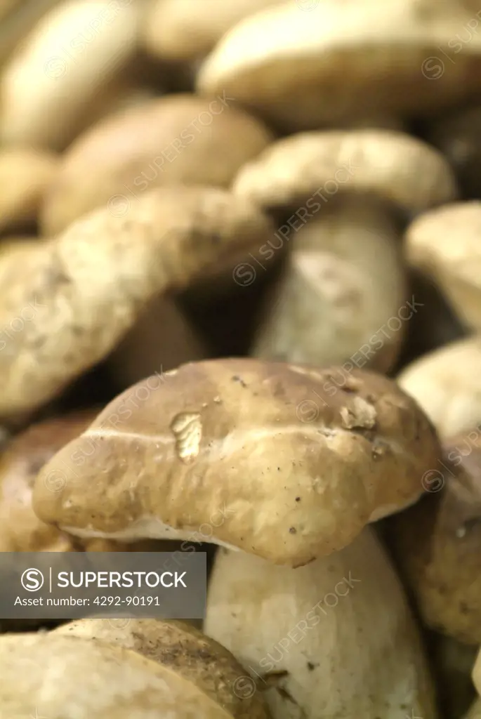 Porcini mushrooms