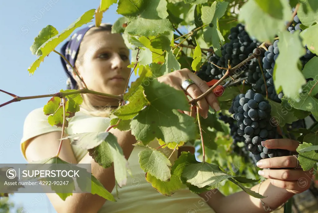 Grape harvesting