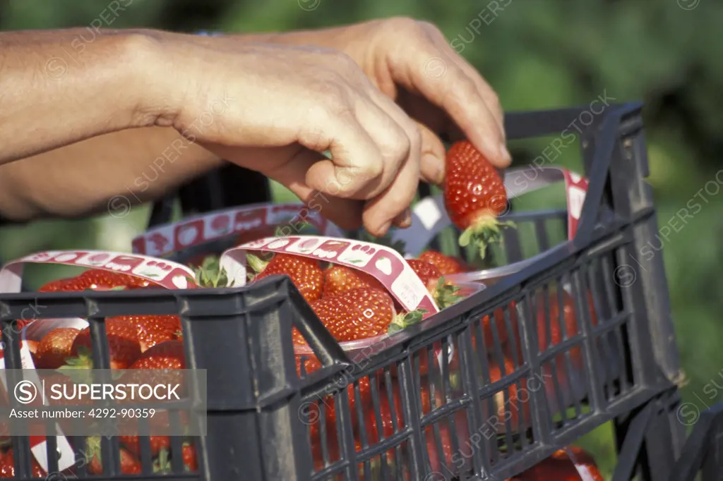 Strawberries harvesting