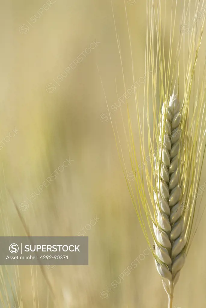 Wheat ear,close up