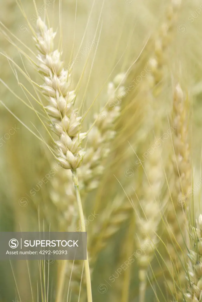 Wheat ear,close up